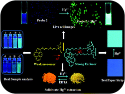 Smart excimer fluorescence probe for visual detection, cell imaging and ...