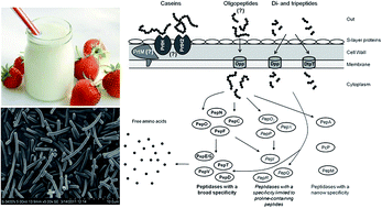 Screening Purification And Characterization Of Proteinase From 3 Lactobacillus Delbrueckii Subsp Bulgaricus Rsc Advances Rsc Publishing