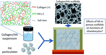 Effect Of High Molecular Weight Hyaluronic Acid On Chondrocytes Cultured In Collagen Hyaluronic Acid Porous Scaffolds Rsc Advances Rsc Publishing