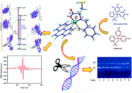 Development of a multifunctional biomimicking l-cysteine based ...