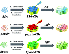 Microwave synthesis of carbon dots with multi-response using denatured ...