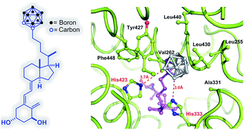 Carborane-based design of a potent vitamin D receptor agonist
