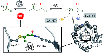 Mechanism-based inhibition of an aldolase at high concentrations of its  natural substrate acetaldehyde: structural insights and protective  strategies - Chemical Science (RSC Publishing)