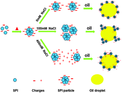 Salting-out and salting-in: competitive effects of salt on the aggregation  behavior of soy protein particles and their emulsifying properties - Soft  Matter (RSC Publishing)