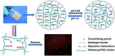 Preparation And Characterization Of A Novel Ph Sensitive Salecan G Poly Acrylic Acid Hydrogel For Controlled Release Of Doxorubicin Journal Of Materials Chemistry B Rsc Publishing