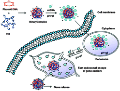 Modified bovine serum albumin as an effective charge-reversal platform