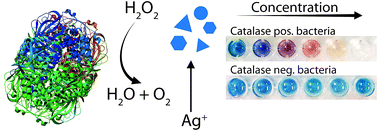 Colorimetric detection of catalase  and catalase  positive 