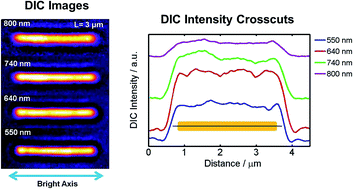 differential interference contrast microscopy