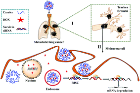 The suppression of metastatic lung cancer by pulmonary administration