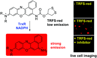 A fast response and red emission probe for mammalian thioredoxin ...