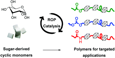Polymers from sugars cyclic monomer synthesis ring opening