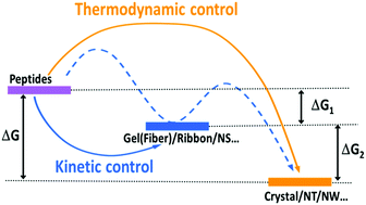 Peptide Self Assembly Thermodynamics And Kinetics - 