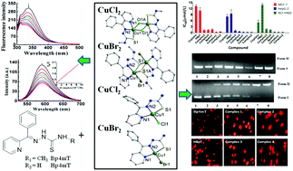 Four Cu(ii) complexes based on antitumor chelators: synthesis ...