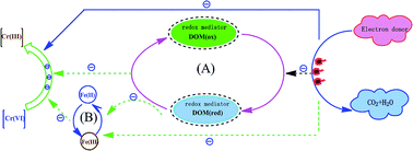 Enhanced biotic and abiotic transformation of Cr(vi) by quinone