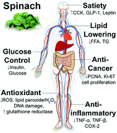 Functional properties of spinach (Spinacia oleracea L.) phytochemicals and  bioactives