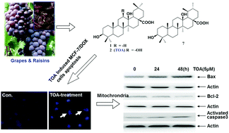 Novel triterpenoids isolated from raisins exert potent ...