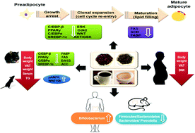 coffee obesity anti bioactive compounds tea effect mechanisms diet rsc molecular graphical abstract improbable ga