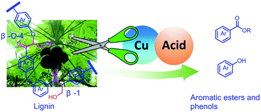 Acid Promoted C C Bond Oxidative Cleavage Of B O 4 And B 1 Lignin Models To Esters Over A Copper Catalyst Green Chemistry Rsc Publishing