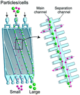 Slanted, asymmetric microfluidic lattices as size-selective sieves for ...