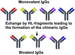 Half molecular exchange of IgGs in the blood of healthy humans: chimeric  lambda-kappa-immunoglobulins containing HL fragments of antibodies of  different subclasses (IgG1–IgG4) - Molecular BioSystems (RSC Publishing)