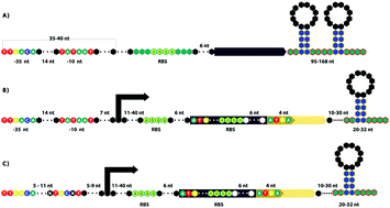 Consensus architecture of promoters and transcription units in ...