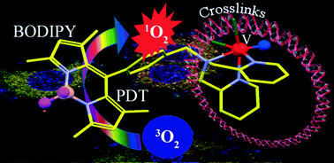 Cellular imaging and mitochondria targeted photo-cytotoxicity in ...