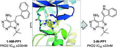 Discovery Of A Potent Protein Kinase D Inhibitor Insights In The Binding Mode Of Pyrazolo 3 4 D Pyrimidine Analogues Medchemcomm Rsc Publishing