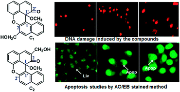Studies on apoptosis in HeLa cells via the ROS-mediated mitochondrial ...