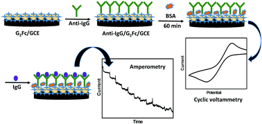 Fabrication of a label-free electrochemical immunosensor Fabrication of a label-free electrochemical immunosensor