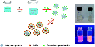 One Pot Synthesis And Application Of Novel Amino Functionalized Silica Nanoparticles Using Guanidine As Amino Group New Journal Of Chemistry Rsc Publishing