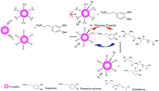 A dopamine-modulated nitrogen-doped graphene quantum dot fluorescence  sensor for the detection of glutathione in biological samples