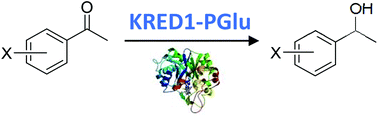 Enzymatic Reduction Of Acetophenone Derivatives With A Benzil Reductase From Pichia Glucozyma Kred1 Pglu Electronic And Steric Effects On Activity And Enantioselectivity Organic Biomolecular Chemistry Rsc Publishing