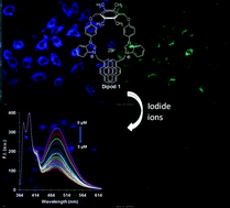 Ratiometric fluorophore for quantification of iodide under ...