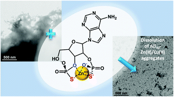 Nucleoside 2 3 3 5 Bis Thio Phosphate Antioxidants Are Also Capable Of Disassembly Of Amyloid Beta42 Zn Ii Cu Ii Aggregates Via Zn Ii Cu Ii Chelation Organic Biomolecular Chemistry Rsc Publishing