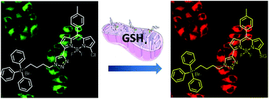 glutathione mitochondrial function Glutathione—often called the body’s master antioxidant—supports  detoxification, cellular repair, and longevity. It neutralizes oxidative  stress, recycles other antioxidants, and promotes mitochondrial main image 0