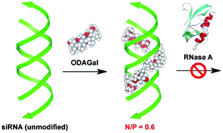 Double Stranded Rna Binding Artificial Cationic Oligosaccharides Stabilizing Sirnas With A Low N P Ratio Organic Biomolecular Chemistry Rsc Publishing