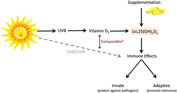 Asthma Comparing The Impact Of Vitamin D Versus Uvr On Clinical And Immune Parameters Photochemical Photobiological Sciences Rsc Publishing