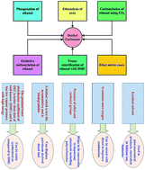 Diethyl Carbonate Critical Review Of Synthesis Routes Catalysts Used And Engineering Aspects Rsc Advances Rsc Publishing