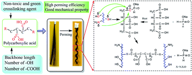 Effects of chemical structures of polycarboxylic acids on molecular and  performance manipulation of hair keratin - RSC Advances (RSC Publishing)