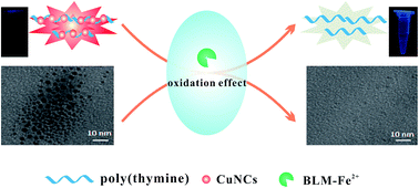 Unique Quenching Of Fluorescent Copper Nanoclusters Based On Target Induced Oxidation Effect A Simple Label Free Highly Sensitive And Specific Bleomycin Assay Rsc Advances Rsc Publishing