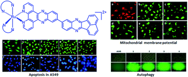 Apoptosis, autophagy, cell cycle arrest, cell invasion and BSA-binding ...