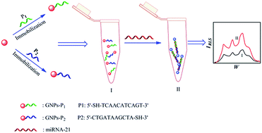 Afskrække alias læsning A simple and sensitive resonance light scattering method based on  aggregation of gold nanoparticles for selective detection of microRNA-21 -  RSC Advances (RSC Publishing)