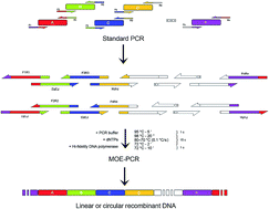 Multiple overlap extension PCR (MOE-PCR): an effective technical shortcut  to high throughput synthetic biology - RSC Advances (RSC Publishing)