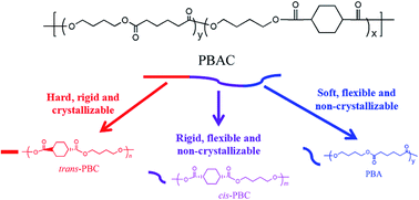 Role of cis 1 4 cyclohexanedicarboxylic acid in the regulation of