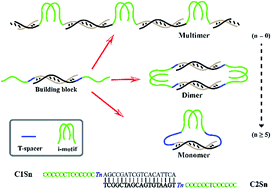 I motif stapled and spacer dependent multiple DNA I motif stapled and spacer dependent multiple DNA