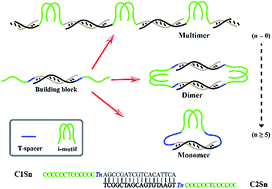  I motif  stapled and spacer dependent multiple DNA 