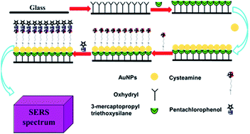 Surface-enhanced Raman scattering substrate based on cysteamine ...