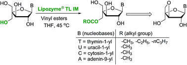 Chemo Enzymatic Synthesis Of 3 O 4 C Methylene Linked A L Arabinonucleosides Rsc Advances Rsc Publishing