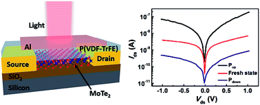 Ferroelectric polymer tuned two dimensional layered MoTe2 photodetector