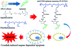 Induction Of Potent Apoptosis By An Anti Cd20 Aptamer Via The